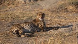 Tubu Tree - Cheetah Tubu Tree - Cheetah